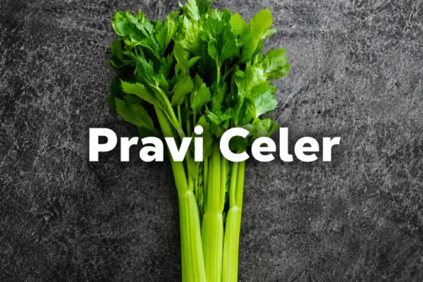 pravi celer
