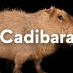cadibara