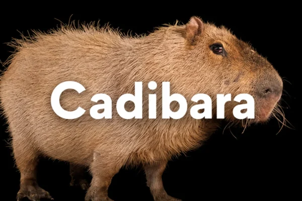 cadibara