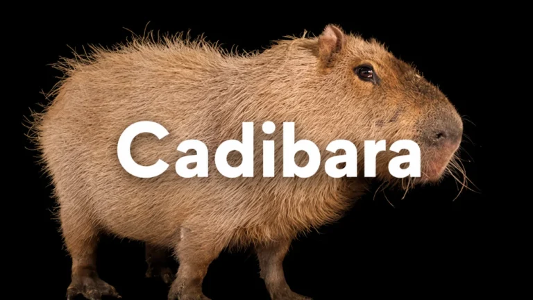 Cadibara: Complete Guide to Its Meaning, Origin, and Online Popularity